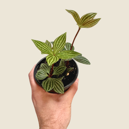 Peperomia Stilt