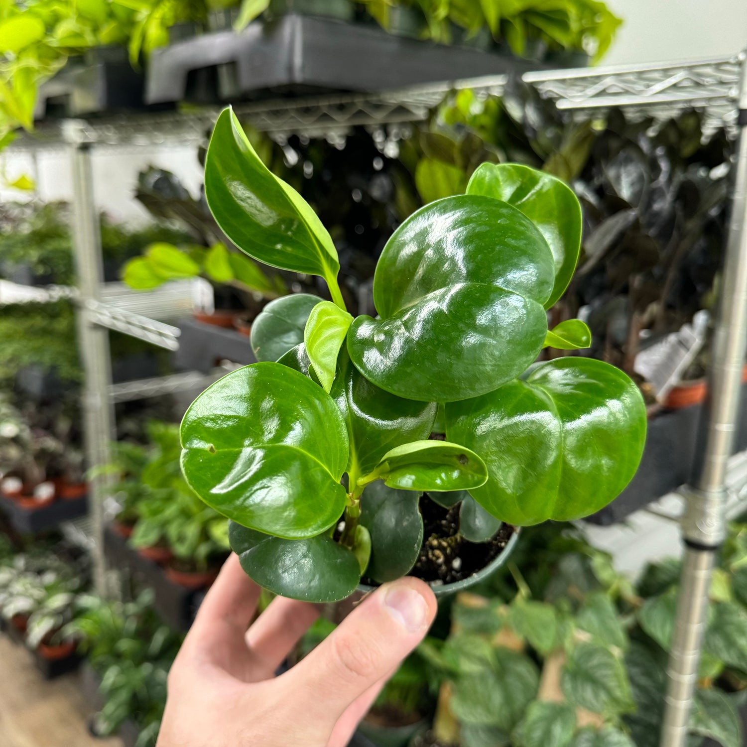 Peperomia Green Obtusifolia