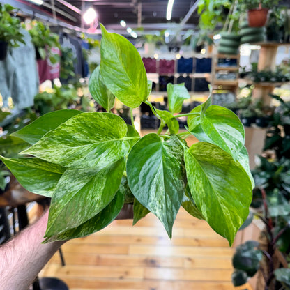 Pothos Marble Queen