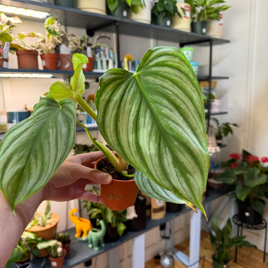 Philodendron Pastazanum Silver