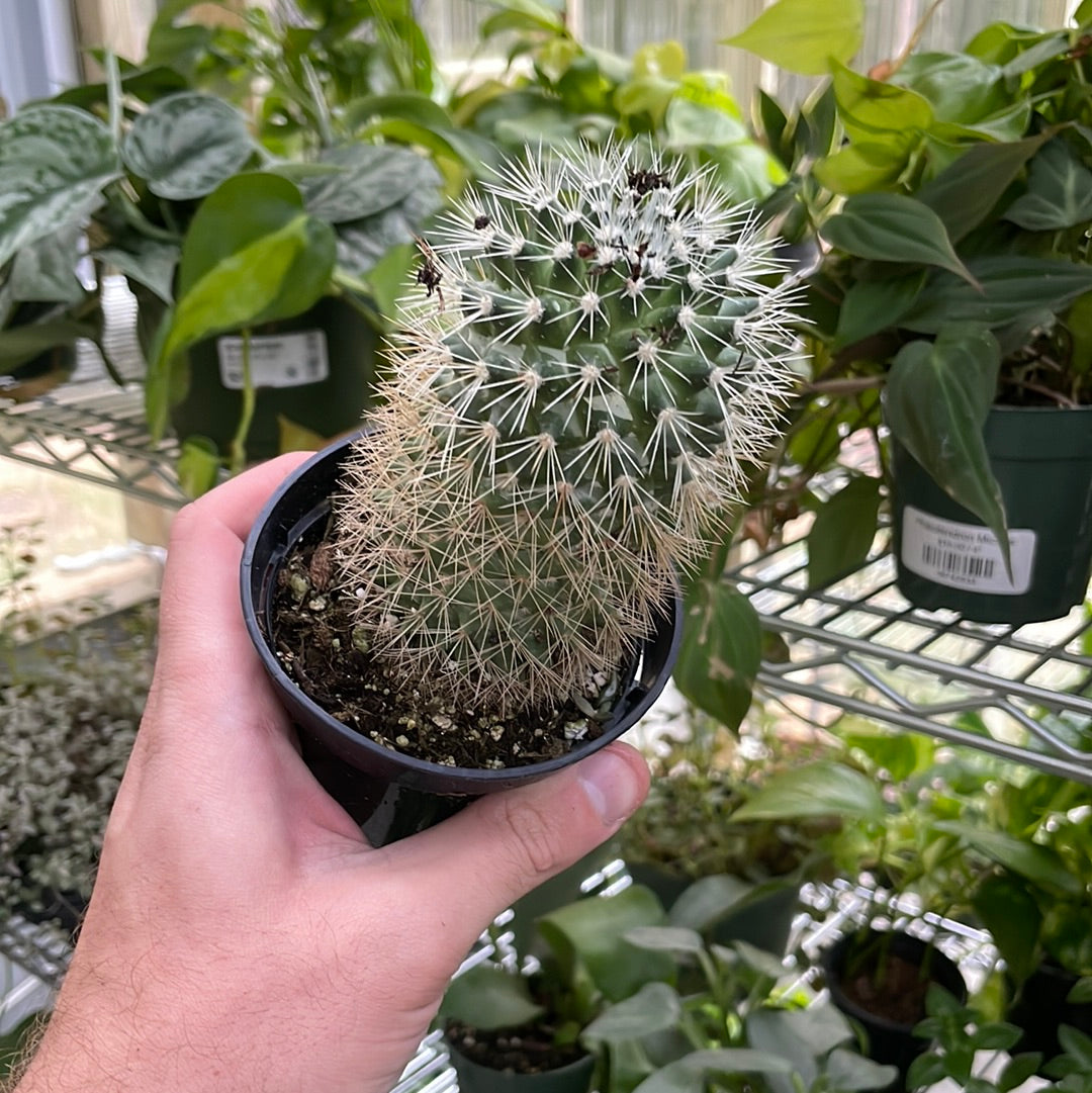 Rebutia Fabrisii