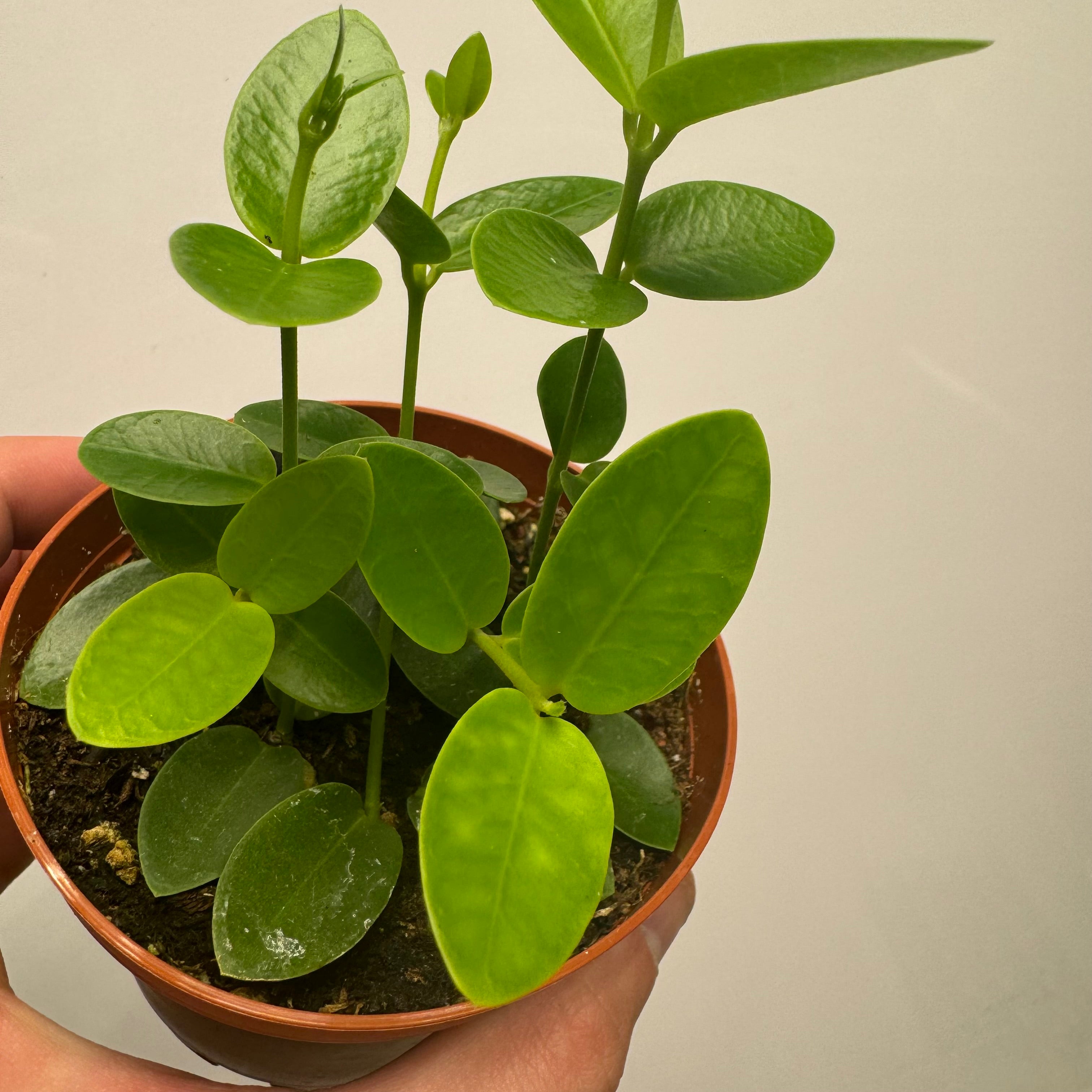 Hoya Cumingiana