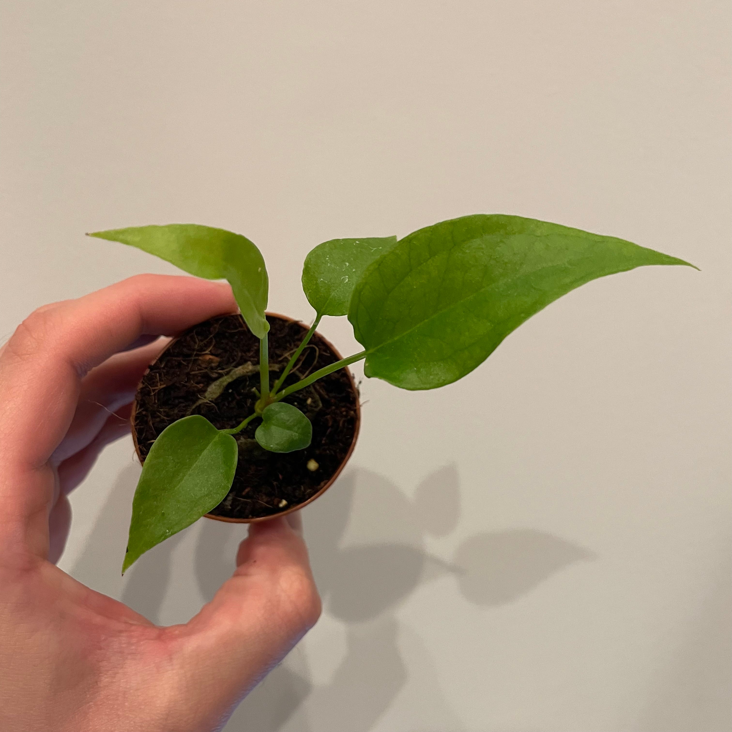 Anthurium Plowmanii