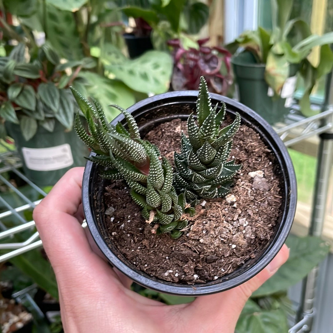 Haworthia Coarctata