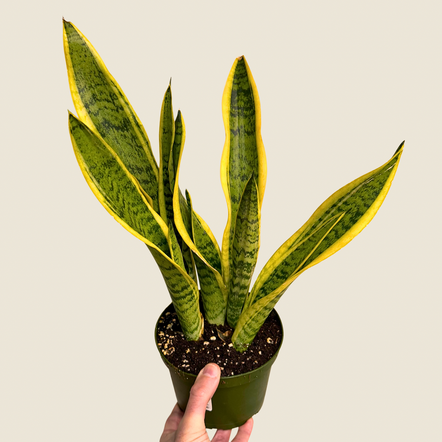 Sansevieria Laurentii