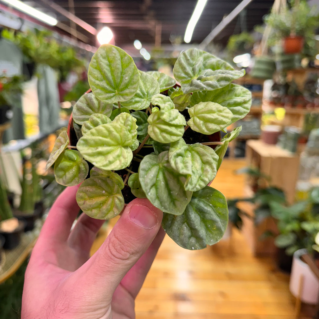 Peperomia Silver Dragon