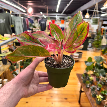 Aglaonema Red Siam