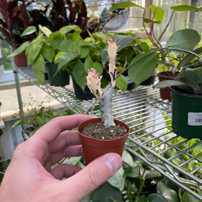 Euphorbia Lactea Ghost