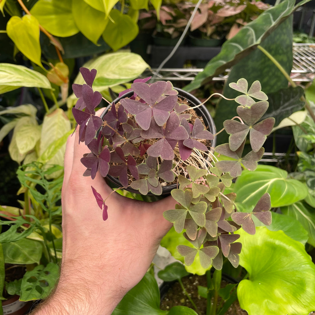 Oxalis Triangularis Purple Shamrock