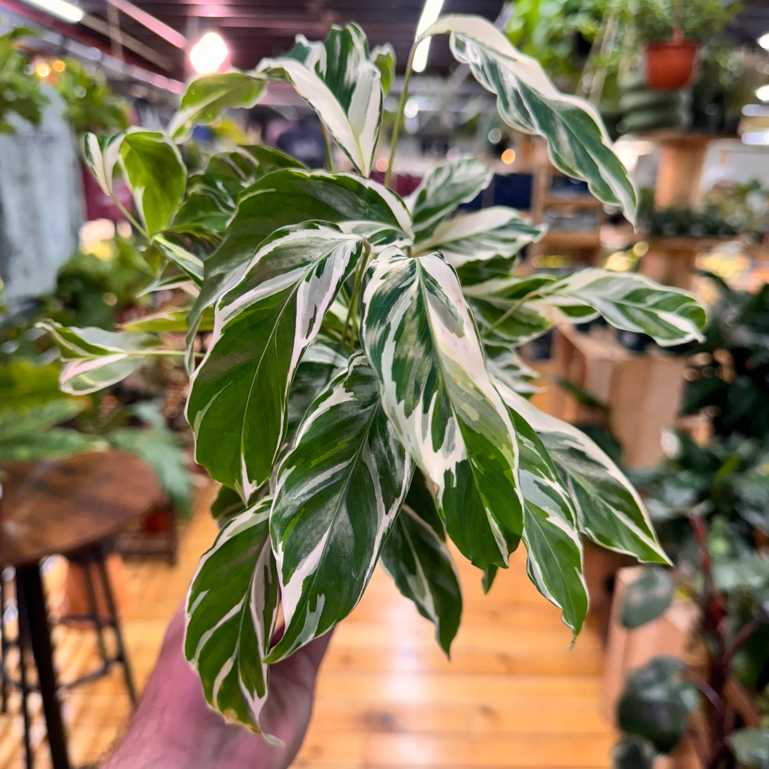 Calathea White Fusion