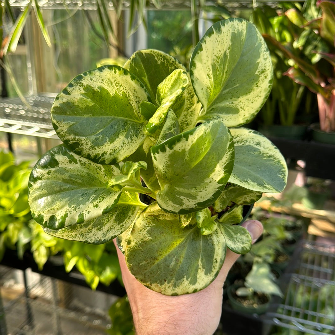 Peperomia Golden Gate