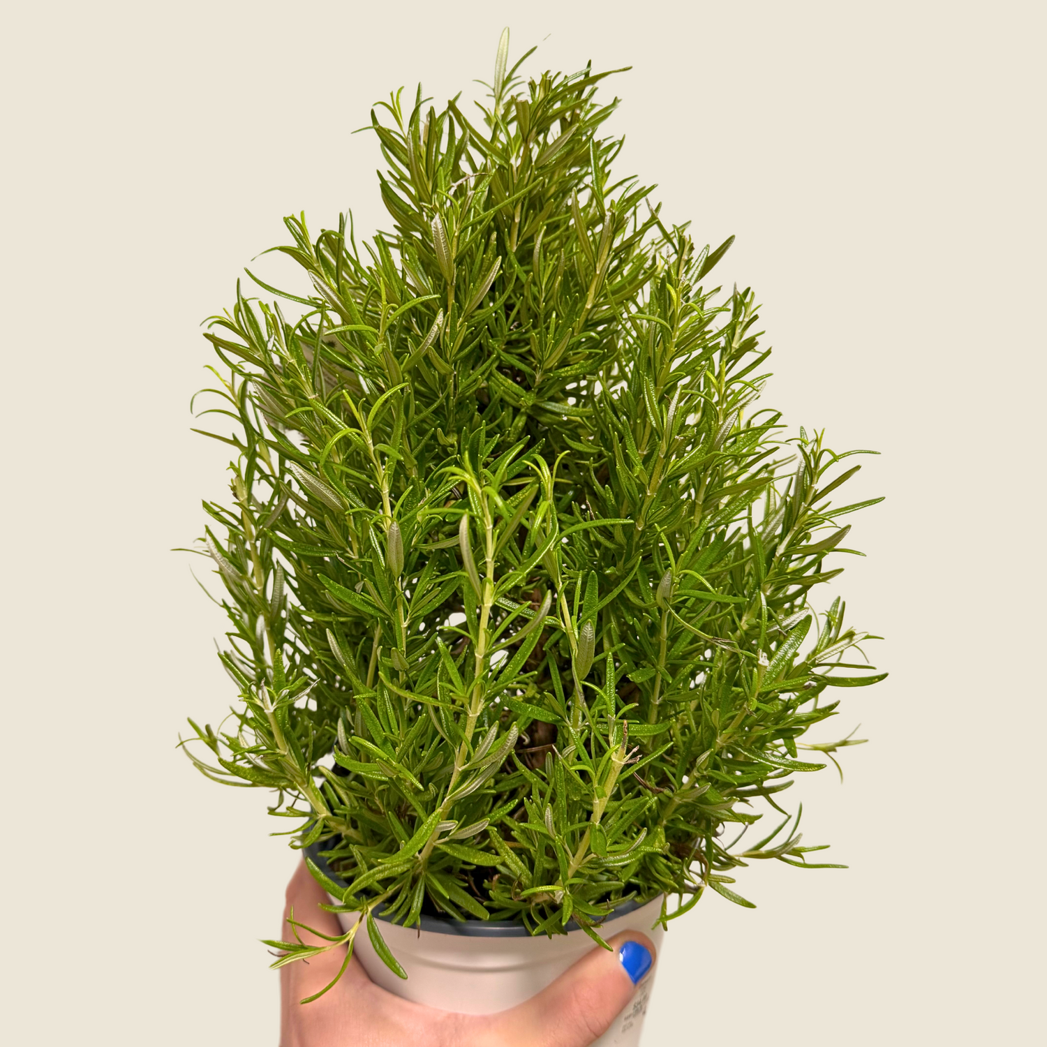 Rosemary Cone