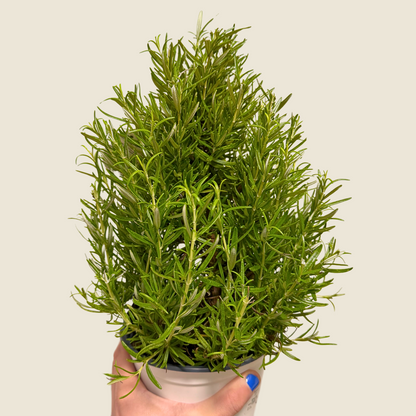 Rosemary Cone