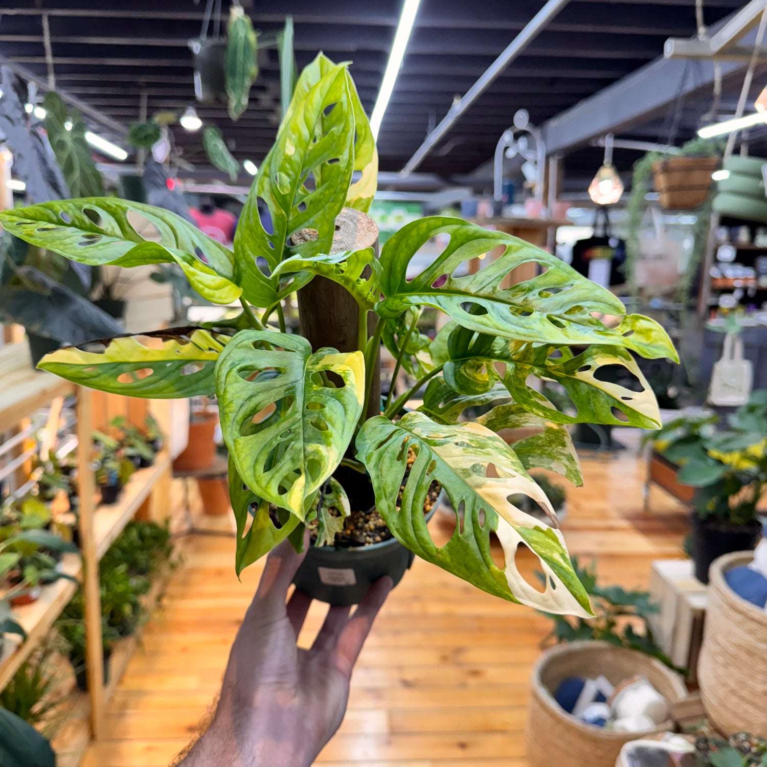 Monstera Adansonii Variegated