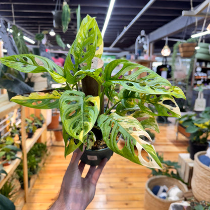 Monstera Adansonii Variegated