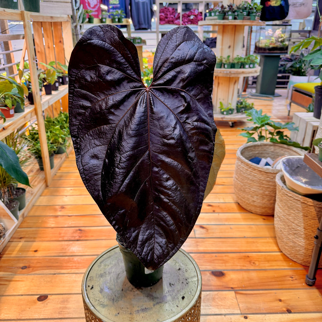 Anthurium Queen of Hearts