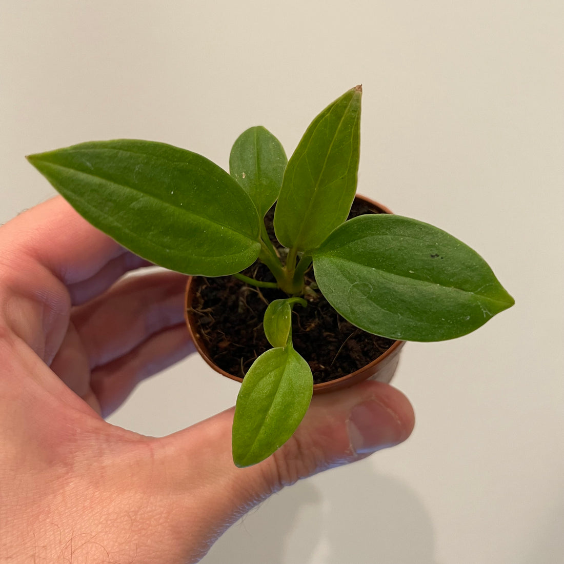 Anthurium Red Flag