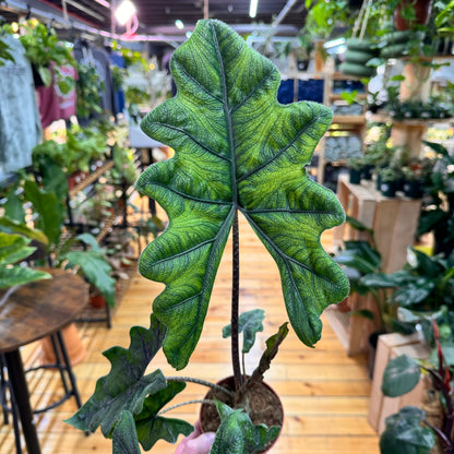 Alocasia Jacklyn