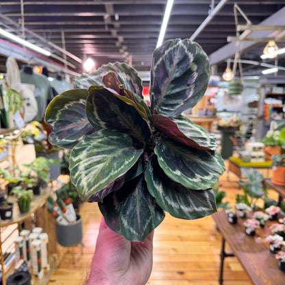 Calathea Medallion