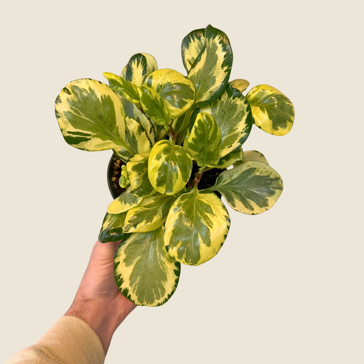 Peperomia Golden Gate