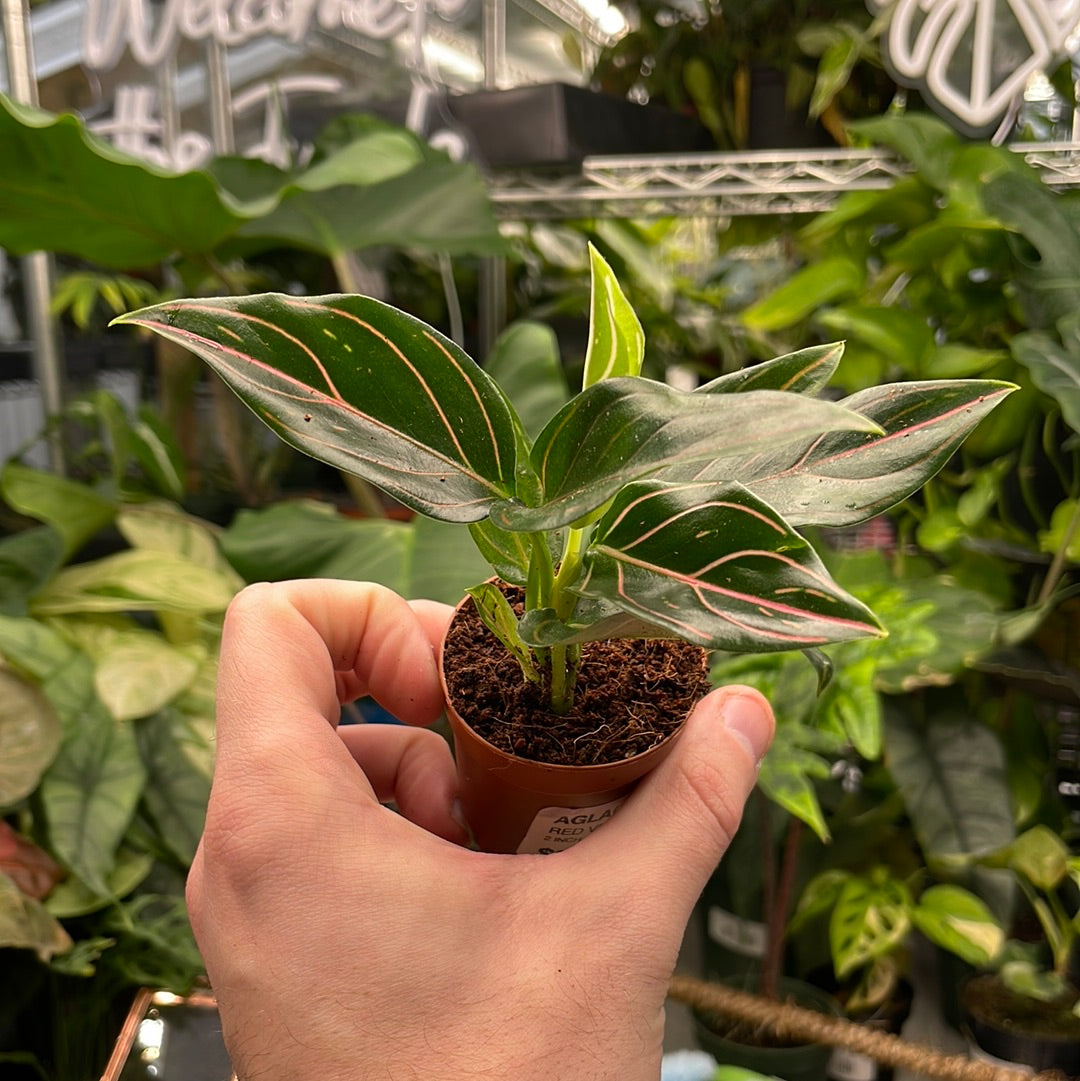 Aglaonema Red Vein