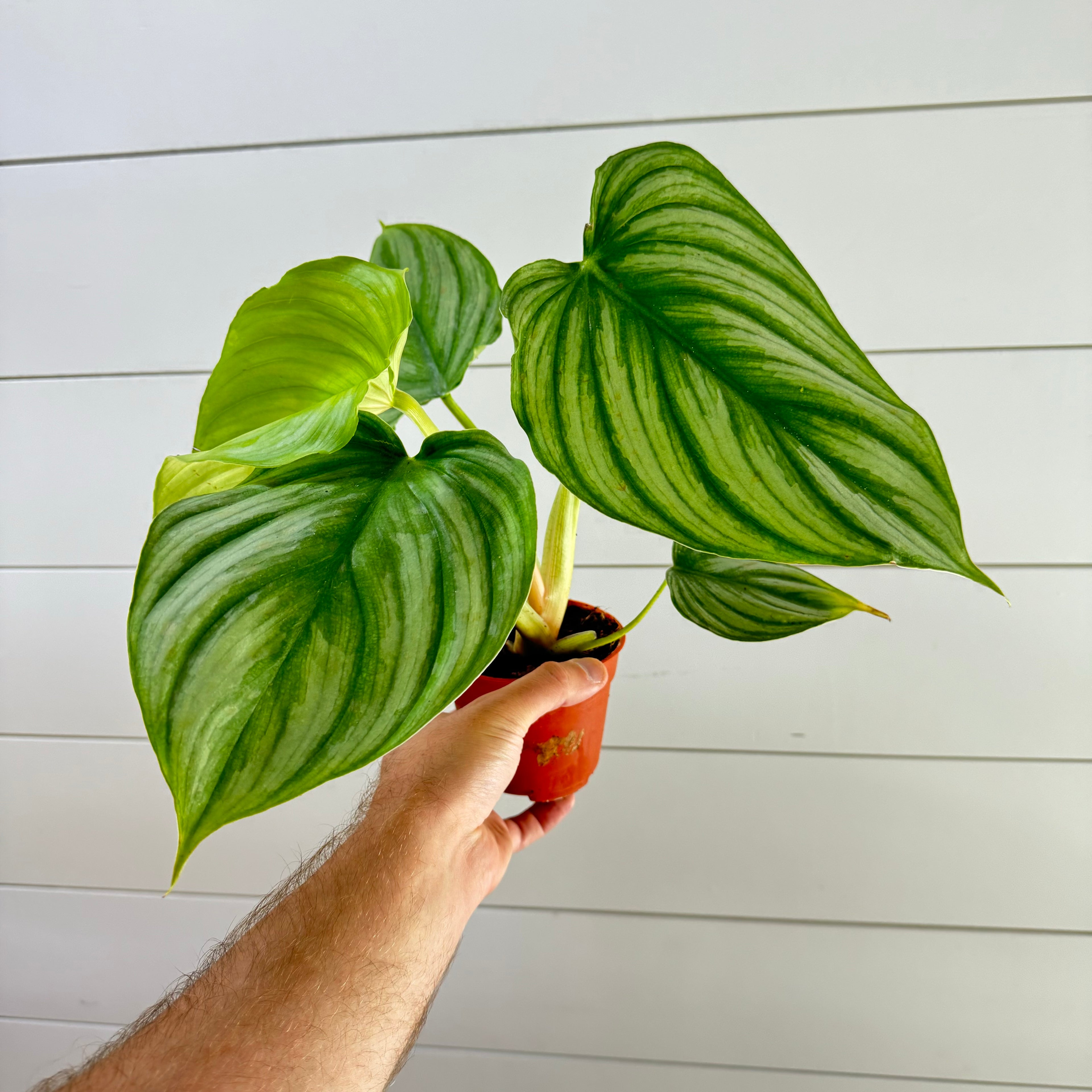 Philodendron Pastazanum Silver