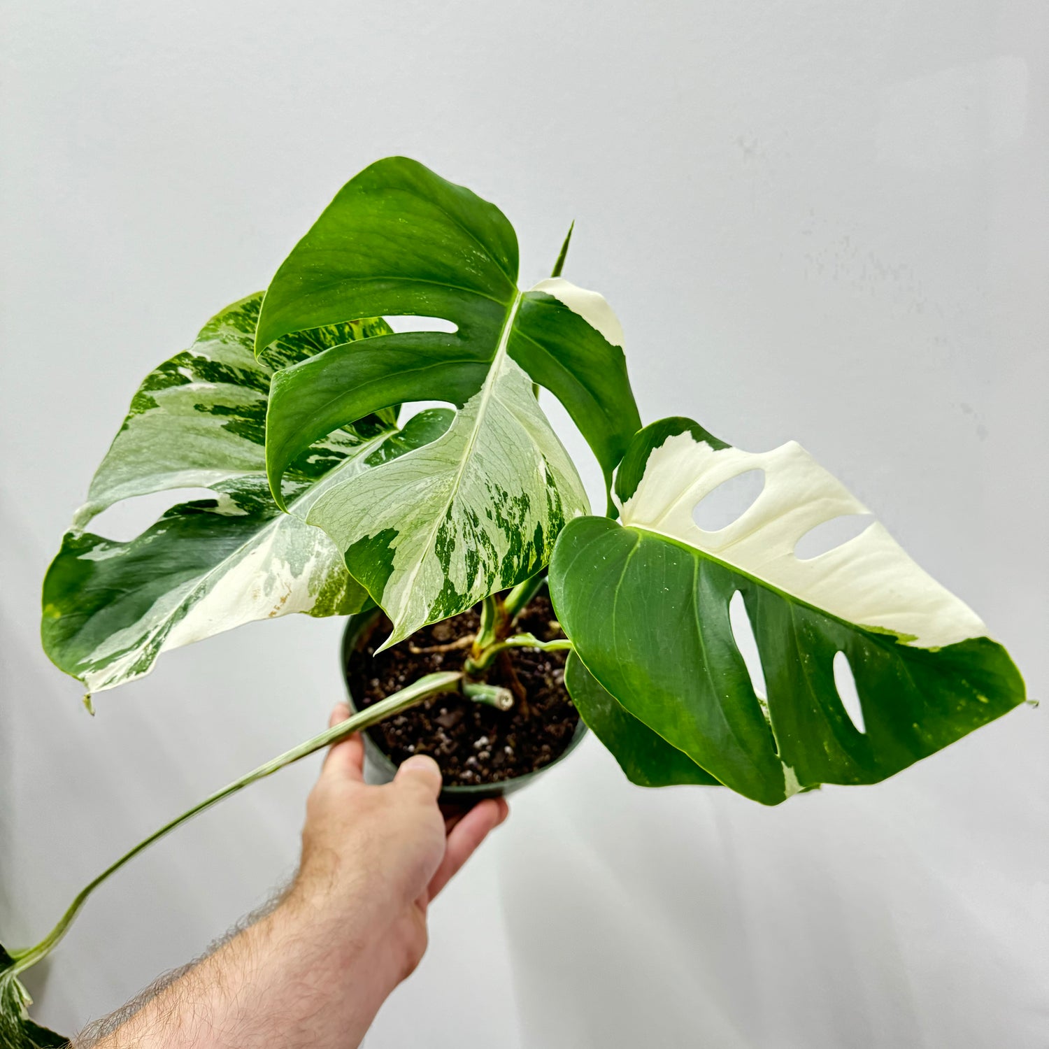 Monstera Albo