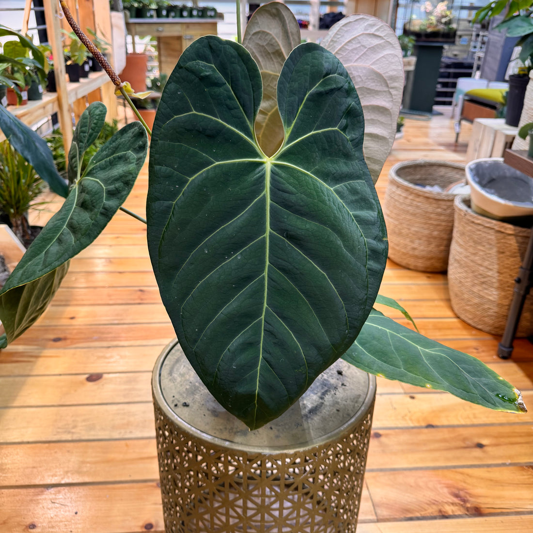 Anthurium Crystallinum x Magnificum x Subsignatum
