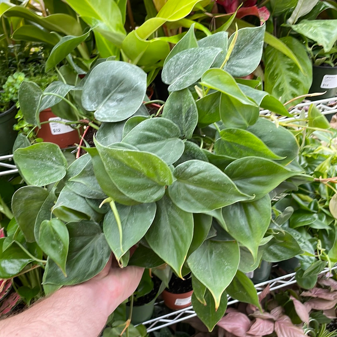 Philodendron Heartleaf