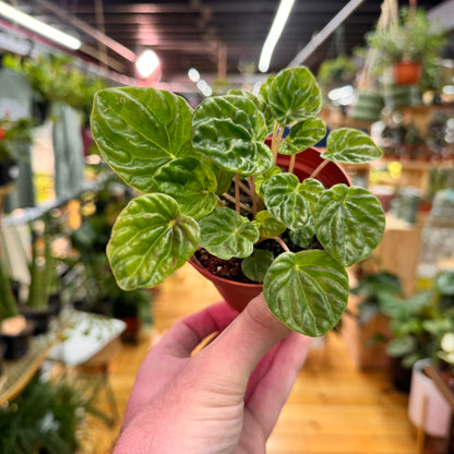 Peperomia Emerald Green