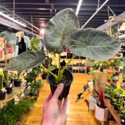 Alocasia Regal Shields