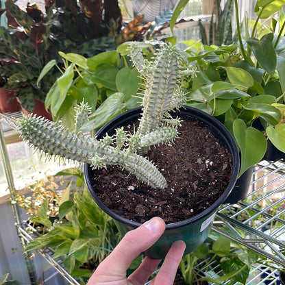 Hoodia Gordonii