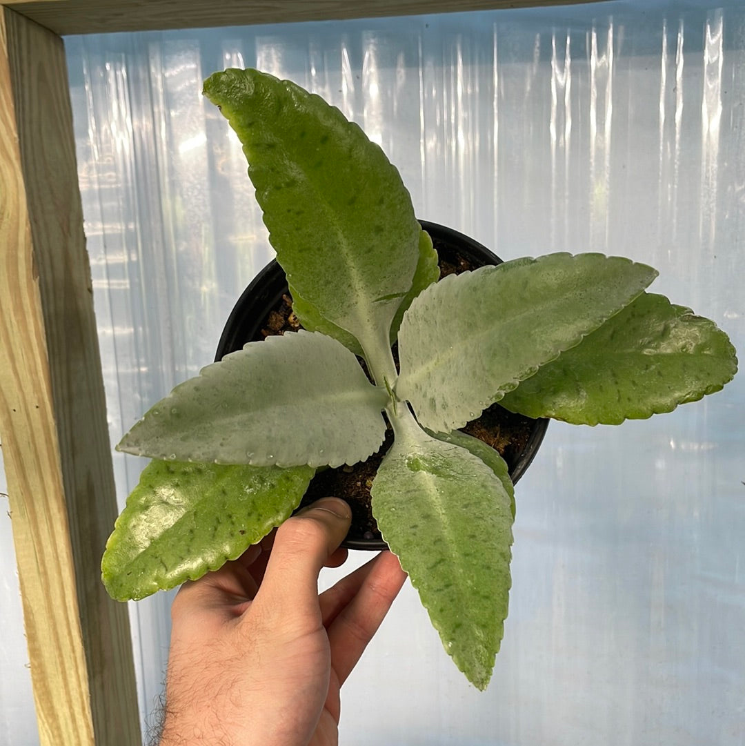 Kalanchoe Donkey Ears