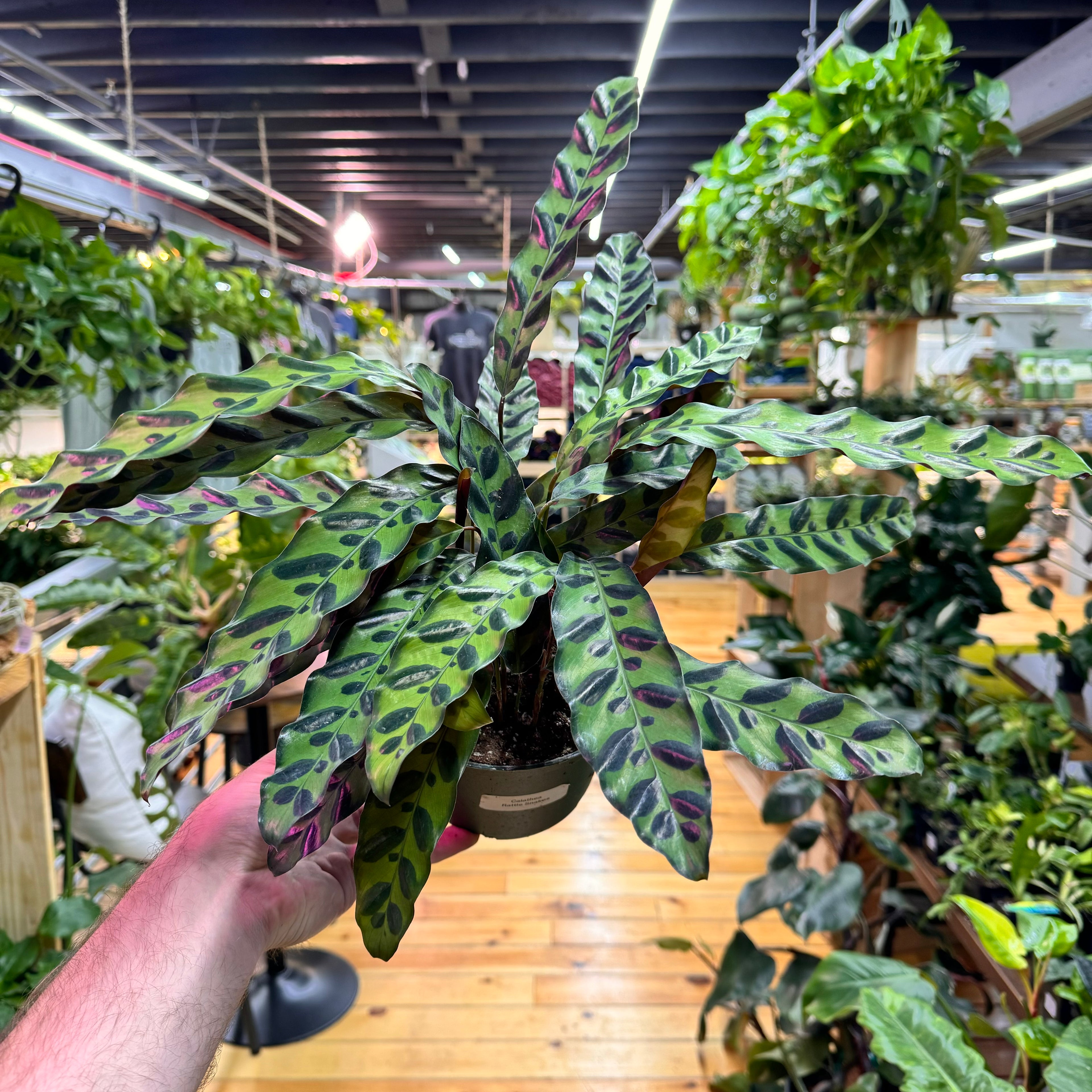 Calathea Rattlesnake