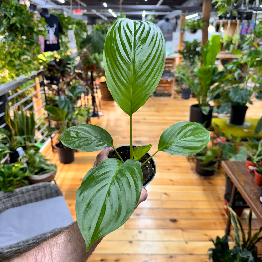 Tacca Chantrieri ‘Black Bat’