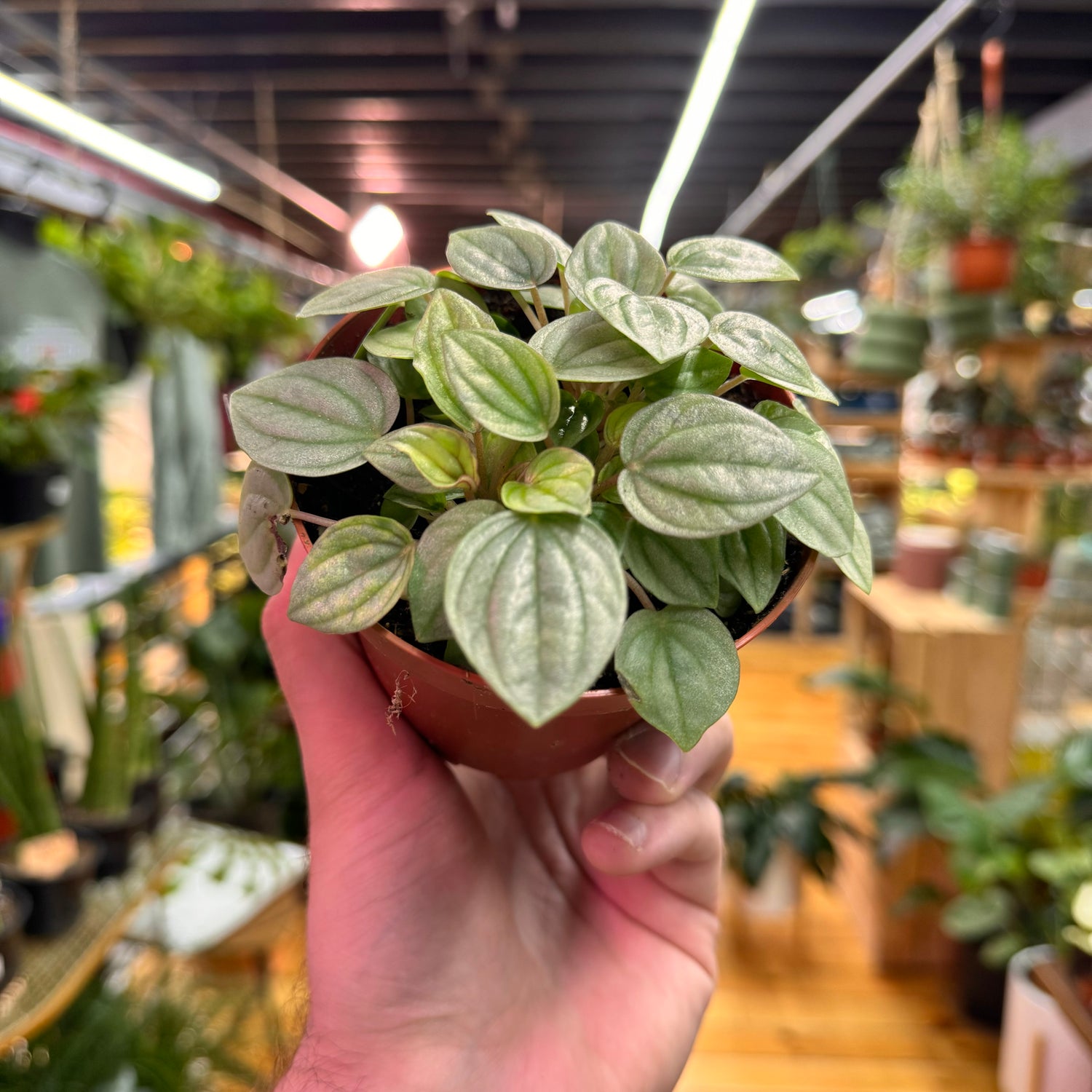 Peperomia Frost