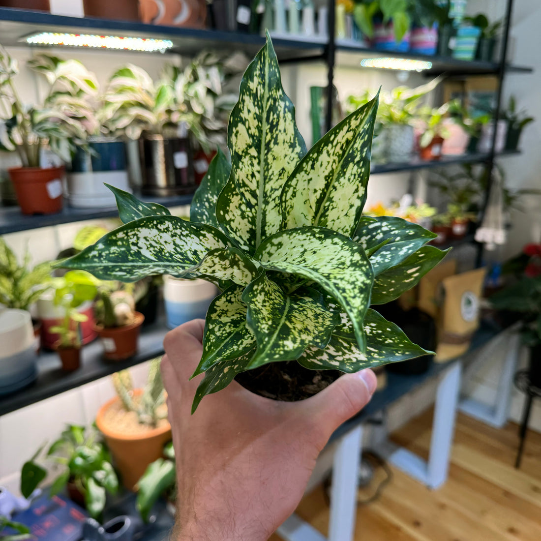 Aglaonema Snow White