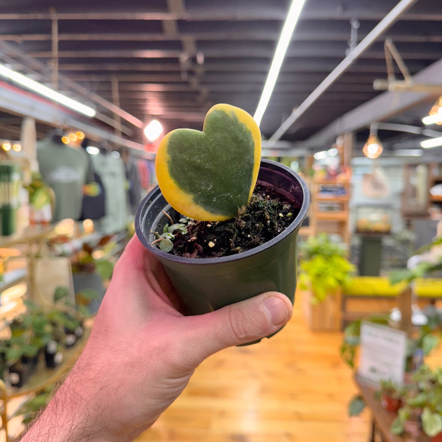 Hoya Sweetheart Variegated