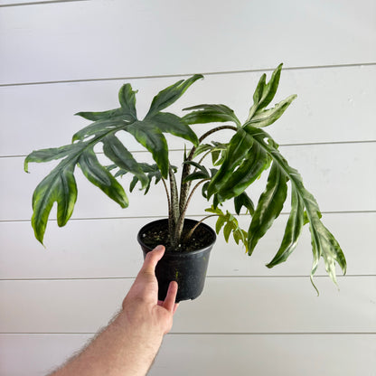 Alocasia Brancifolia