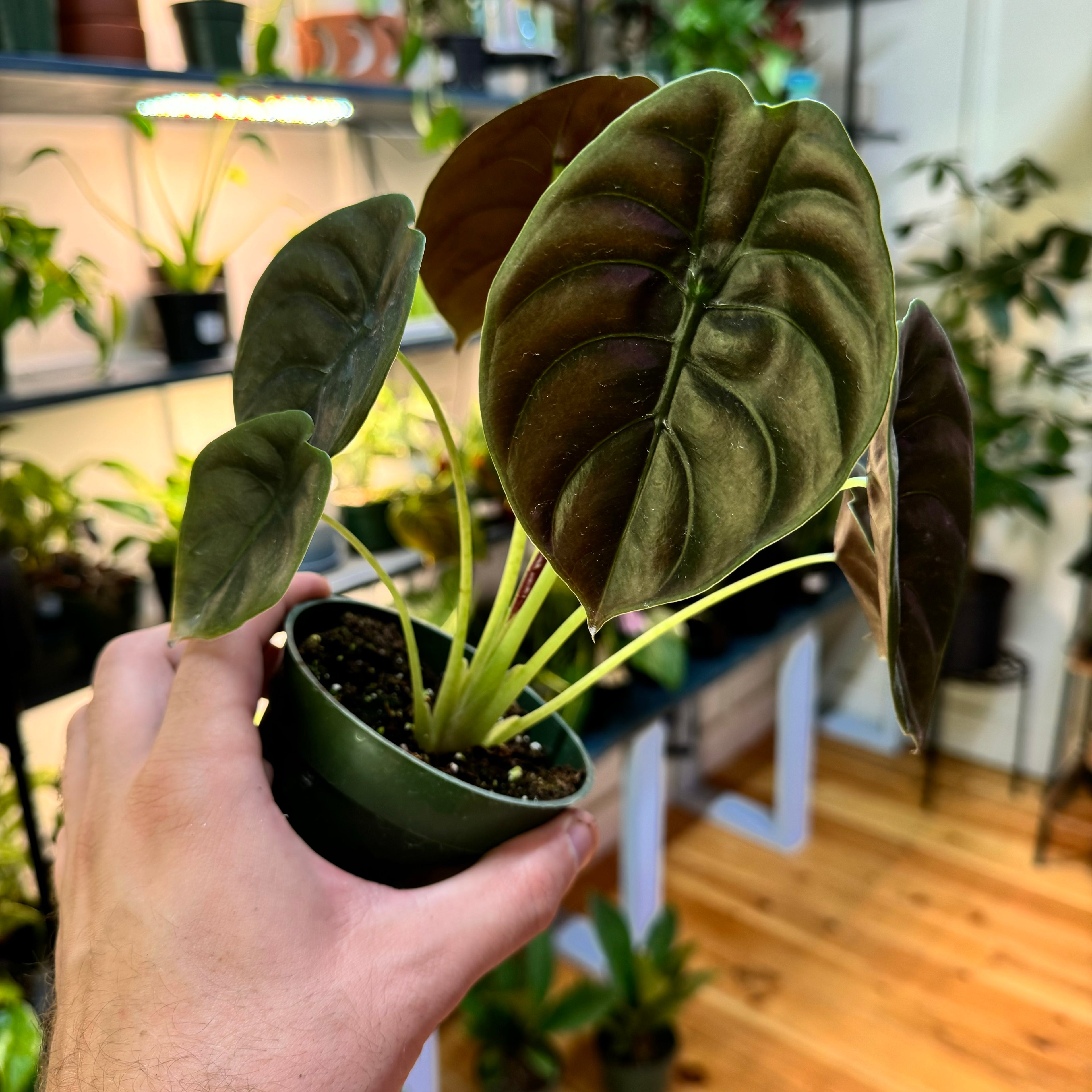 Alocasia Cuprea