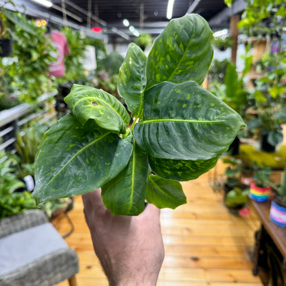 Dieffenbachia Reflector