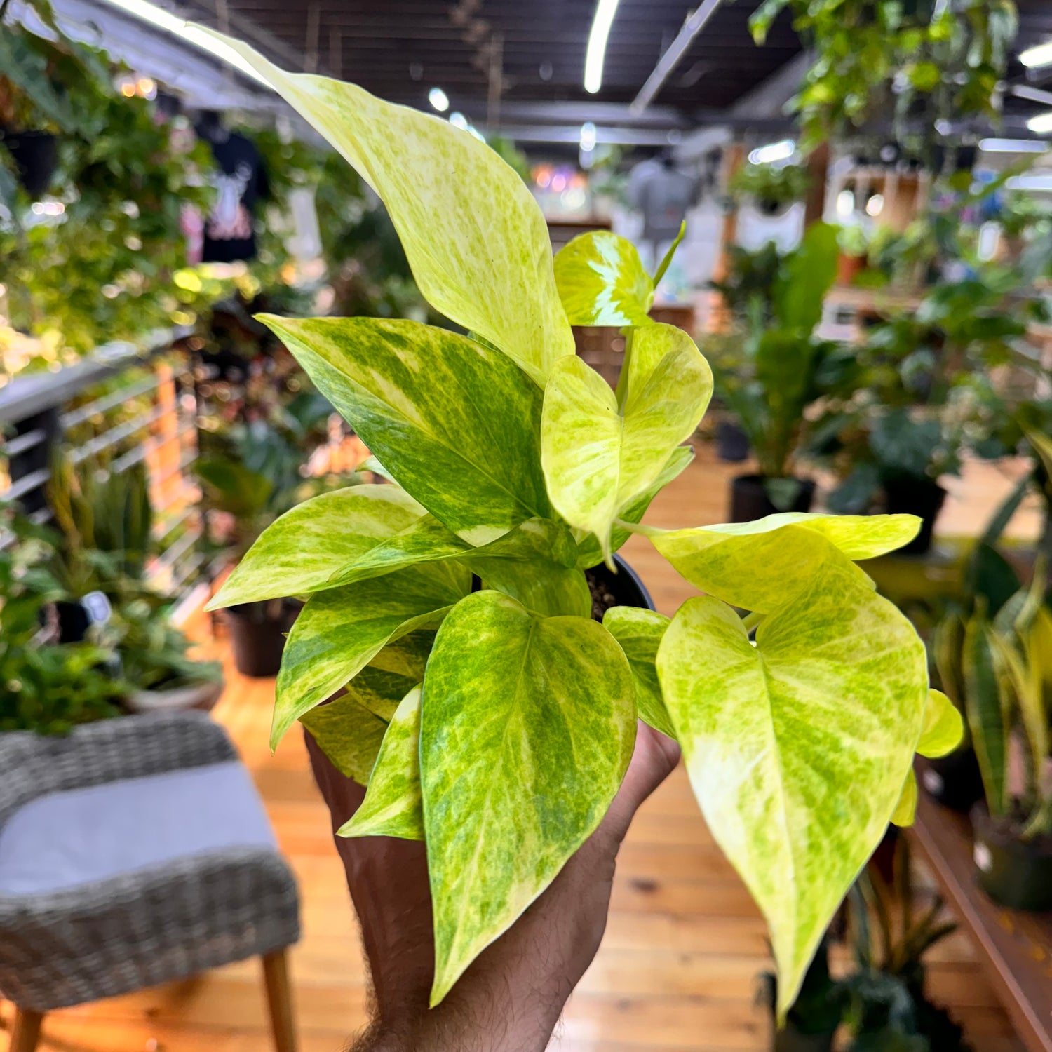 Pothos Neon Queen