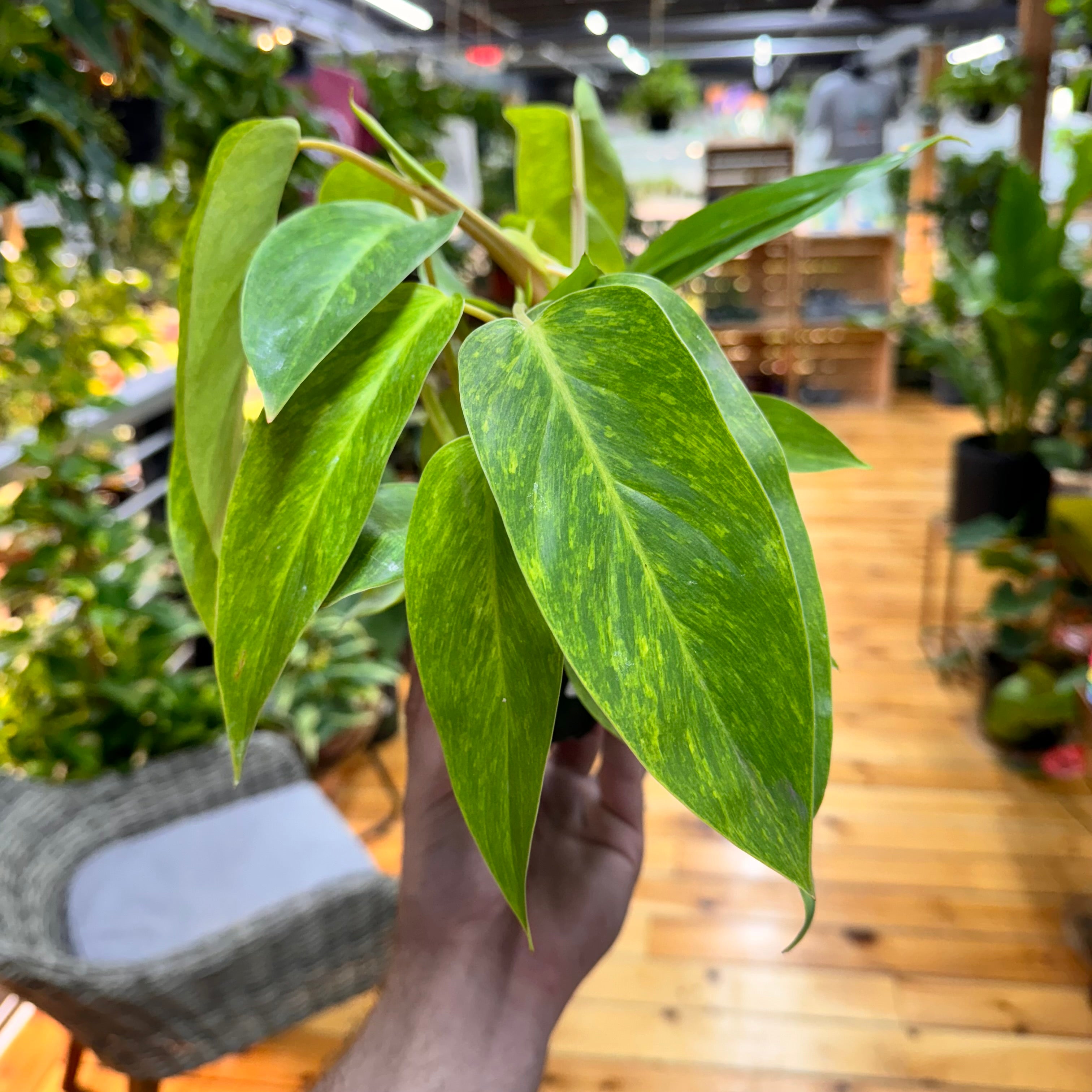 Philodendron Erubescens &