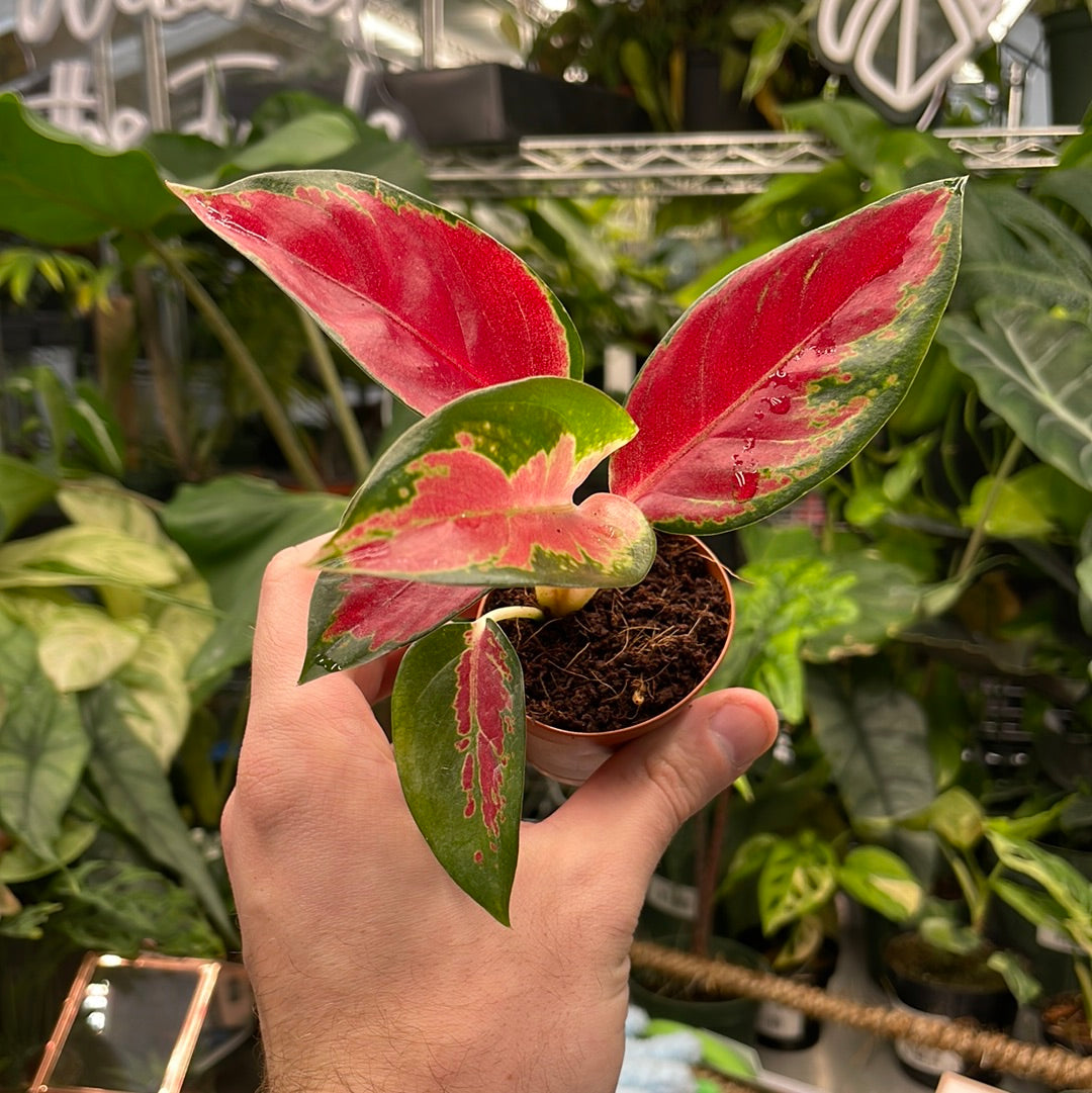 Aglaonema Red King