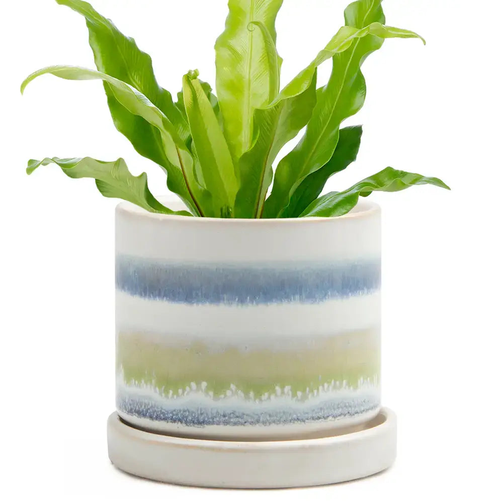 Minute Ceramic Plant Pots Indoor