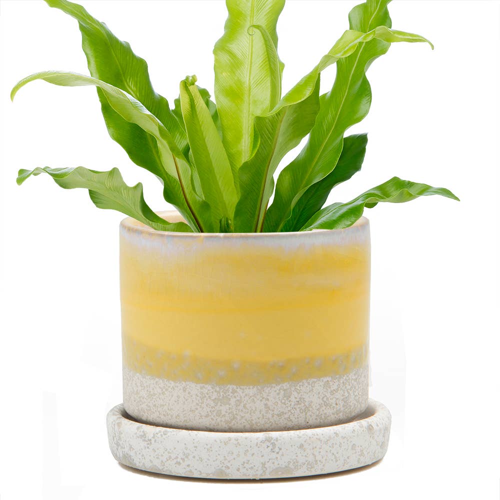 Minute Ceramic Plant Pots Indoor