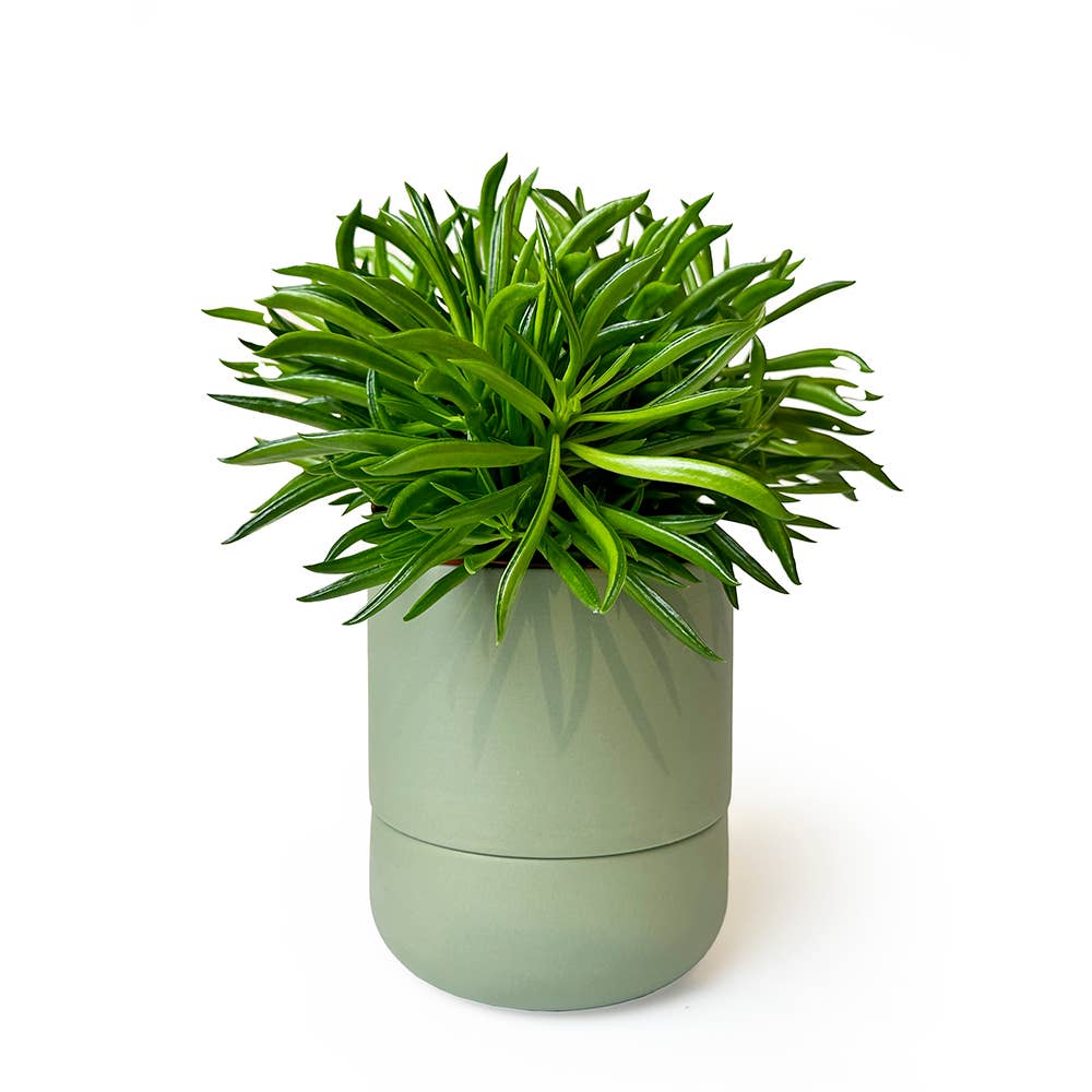 Ryan Self-Watering Plant Pot