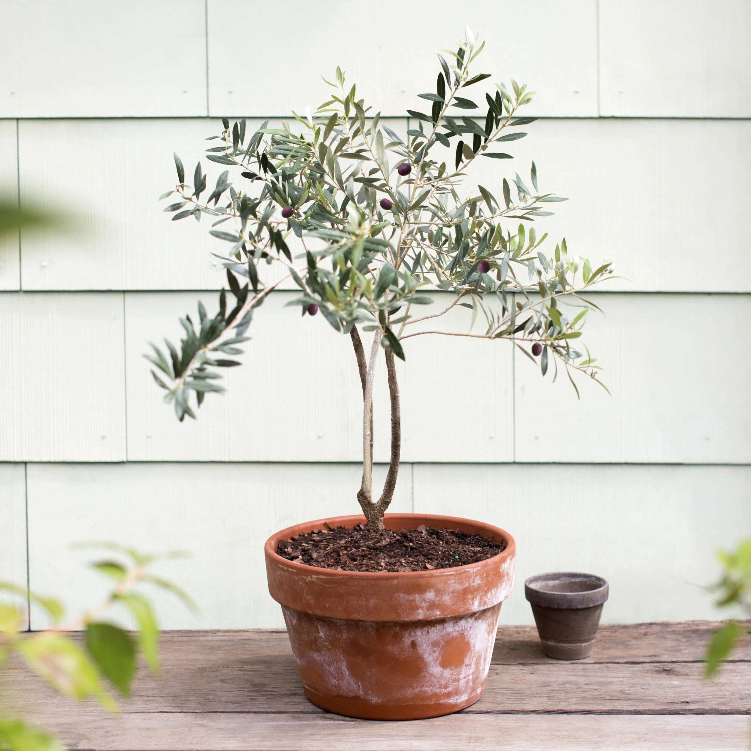 Olive Tree