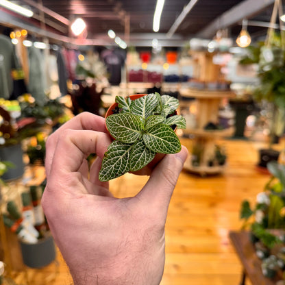 Fittonia Nerve Plant