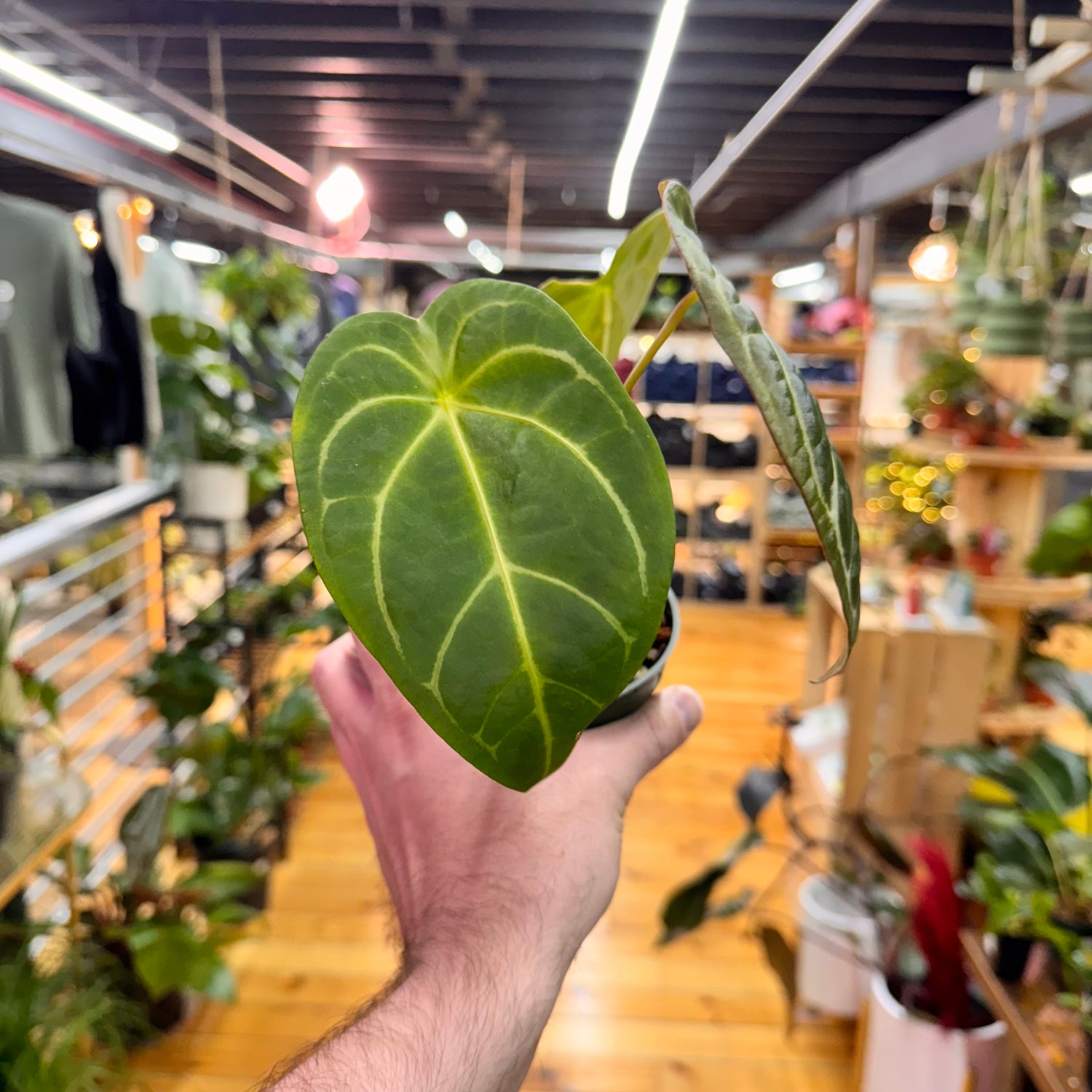 Anthurium Magnificum x Forgetti